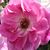 Roz - alb - Trandafir pentru straturi Floribunda - Regensberg